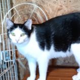 12月15日古河店に参加するにゃんこの大冒険の保護猫10