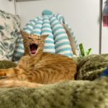 12月8日瑞穂店に参加するまたたび家の保護猫01