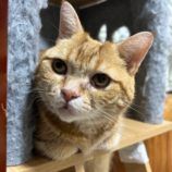 12月8日瑞穂店に参加するまたたび家の保護猫02