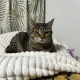 12月8日瑞穂店に参加するまたたび家の保護猫03