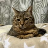 12月8日瑞穂店に参加するまたたび家の保護猫05