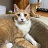 12月8日瑞穂店に参加するまたたび家の保護猫06