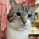 12月8日瑞穂店に参加するまたたび家の保護猫07