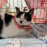 12月8日瑞穂店に参加するまたたび家の保護猫08