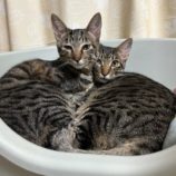 12月8日瑞穂店に参加するまたたび家の保護猫09