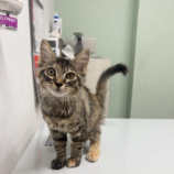 12月8日瑞穂店に参加するまたたび家の保護猫010