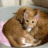 12月8日瑞穂店に参加するまたたび家の保護猫11