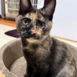 12月8日瑞穂店に参加するまたたび家の保護猫12