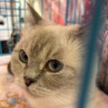 12月8日瑞穂店に参加するまたたび家の保護猫13