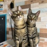 12月22日瑞穂店に参加するまたたび家の保護猫06