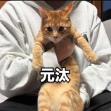 12月22日瑞穂店に参加するまたたび家の保護猫09