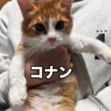 12月22日瑞穂店に参加するまたたび家の保護猫11