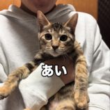 12月22日瑞穂店に参加するまたたび家の保護猫13