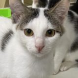 12月8日新田店に参加する猫のへやの保護猫01