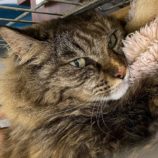 12月8日新田店に参加する猫のへやの保護猫02