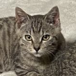 12月8日新田店に参加する猫のへやの保護猫03