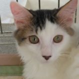 12月8日新田店に参加する猫のへやの保護猫07