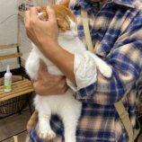 12月8日新田店に参加する猫のへやの保護猫09