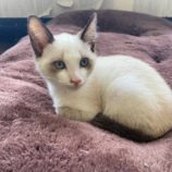 12月15日新田店に参加する猫びよりの保護猫01