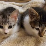 12月15日新田店に参加する猫びよりの保護猫02