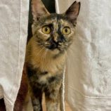 12月15日新田店に参加する猫びよりの保護猫03