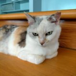 12月15日新田店に参加する猫びよりの保護猫04