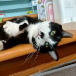 12月15日新田店に参加する猫びよりの保護猫05