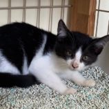 12月15日新田店に参加する猫びよりの保護猫06