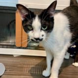 12月15日新田店に参加する猫びよりの保護猫09