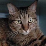 12月15日新田店に参加する猫びよりの保護猫10