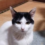 12月15日新田店に参加する猫びよりの保護猫11