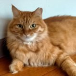 12月15日新田店に参加する猫びよりの保護猫12