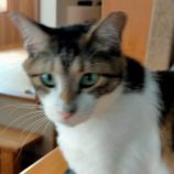 12月15日新田店に参加する猫びよりの保護猫14