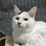 12月15日新田店に参加する猫びよりの保護猫15