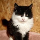 12月22日小山店に参加するにゃんこの大冒険の保護猫01