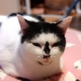 12月22日小山店に参加するにゃんこの大冒険の保護猫02