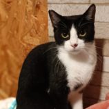 12月22日小山店に参加するにゃんこの大冒険の保護猫03