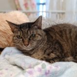 12月22日小山店に参加するにゃんこの大冒険の保護猫04