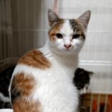 12月22日小山店に参加するにゃんこの大冒険の保護猫05