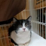 12月22日小山店に参加するにゃんこの大冒険の保護猫06