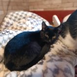 12月22日小山店に参加するにゃんこの大冒険の保護猫07