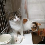 12月22日小山店に参加するにゃんこの大冒険の保護猫08