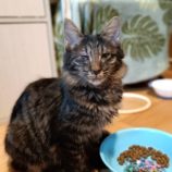 12月22日小山店に参加するにゃんこの大冒険の保護猫09