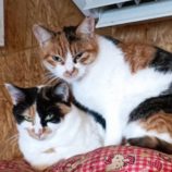 12月22日小山店に参加するにゃんこの大冒険の保護猫10