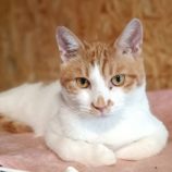 12月22日小山店に参加するにゃんこの大冒険の保護猫11