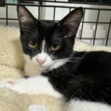 1月5日瑞穂店に参加する美浜猫の会の保護猫01