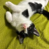 1月5日瑞穂店に参加する美浜猫の会の保護猫02