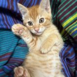 1月5日瑞穂店に参加する美浜猫の会の保護猫04