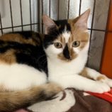 1月5日瑞穂店に参加する美浜猫の会の保護猫05