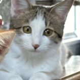 1月5日瑞穂店に参加する美浜猫の会の保護猫06